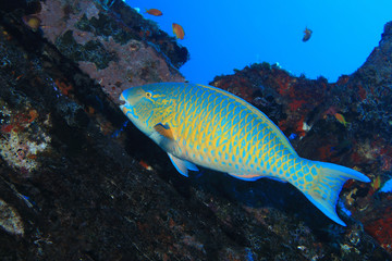 Obraz premium Parrotfish