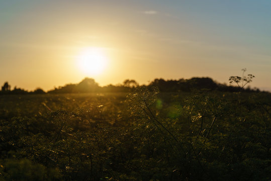 Fenchelfeld bei Sonnenuntergang