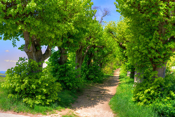 Trampelpfad alte Allee