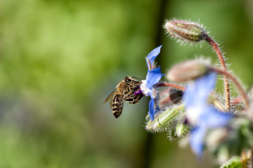 Closeup of a  Honey Bee Feeding Nectar of Blue Flower