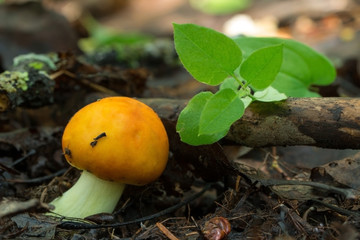 Съедобный гриб который растёт в лесу. Осенний лес. Урожай грибов. Edible fungi which grows in the wood. Autumn wood. Crop of mushrooms 