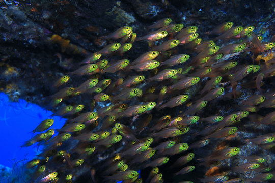 Pigmy sweepers