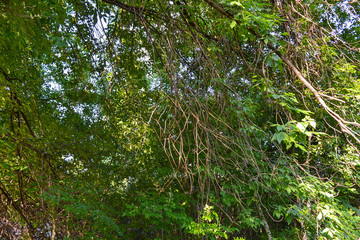 Obraz premium A thicket in the jungle of a vine in the trees. An impenetrable thicket