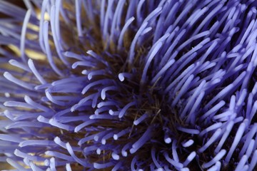 Artichoke flowers