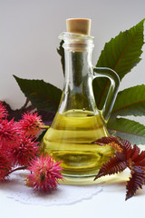castor oil, container of ready-to-use in medicine and cosmetics castor oil, cones and leaves of the...