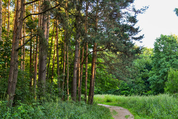 Obraz premium A path in a pine forest. Sunlight between the trees. Summer. Russia.