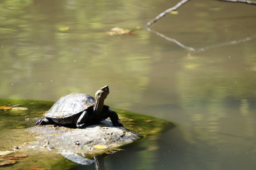 Fototapeta premium イシガメ