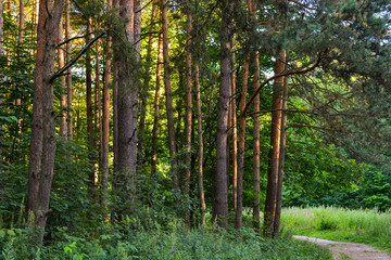 Obraz premium A path in a pine forest. Sunlight between the trees. Summer. Russia.