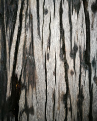 Texture of a tree, wood background