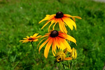 Summer yellow flowers…  In city park. Flowers natural