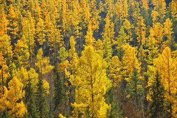 Autumn landscape. Larch forest.
