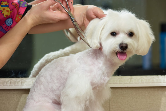 Hands with scissors grooming dog. Cute white maltese.