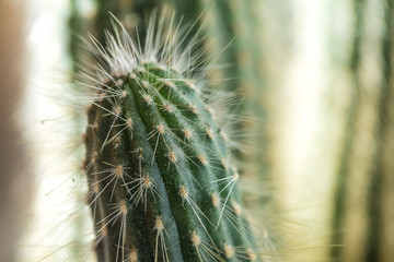 Cactus close-up. Home indoor plants with thorns. A succulent