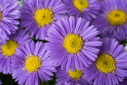 Aster novi-belgii
