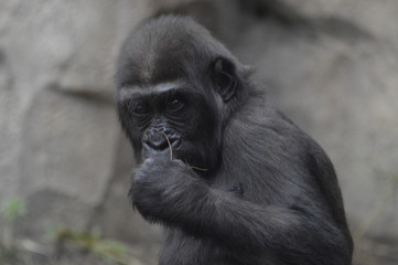 Naklejka premium Baby gorilla