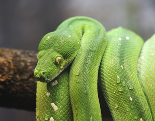 green tree python (Morelia viridis)