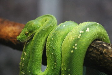 Fototapeta premium green tree python (Morelia viridis)
