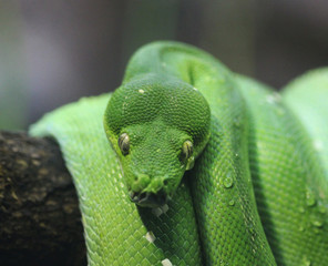 green tree python (Morelia viridis)