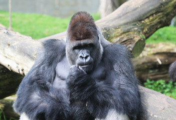 western lowland gorilla (Gorilla gorilla gorilla)