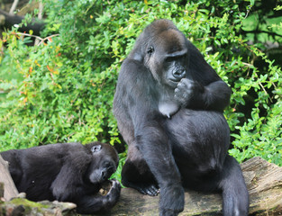 western lowland gorilla (Gorilla gorilla gorilla)