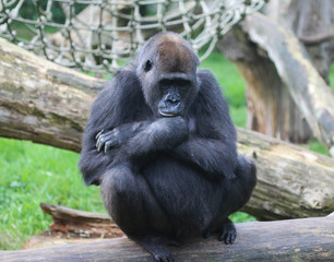 western lowland gorilla (Gorilla gorilla gorilla)