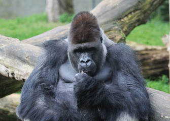 western lowland gorilla (Gorilla gorilla gorilla)