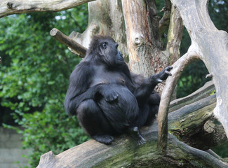 western lowland gorilla (Gorilla gorilla gorilla)