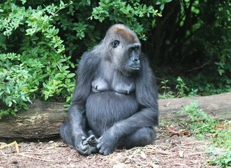 western lowland gorilla (Gorilla gorilla gorilla)