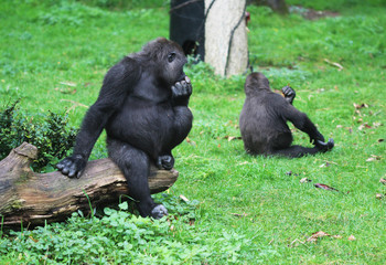 western lowland gorilla (Gorilla gorilla gorilla)