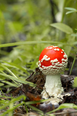 Красивый красный мухомор. Ядовитый гриб. Поганка. Beautiful red fly agaric. Poisonous mushroom. Toadstool 