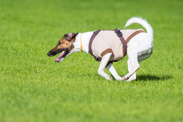 running dog on grass