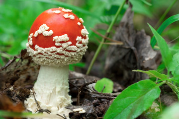 Красивый красный мухомор. Ядовитый гриб. Поганка. Beautiful red fly agaric. Poisonous mushroom. Toadstool 