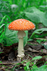 Красивый красный мухомор. Ядовитый гриб. Поганка. Beautiful red fly agaric. Poisonous mushroom. Toadstool 