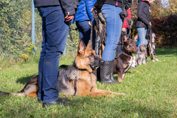 Group of dogs with owners at obedience class