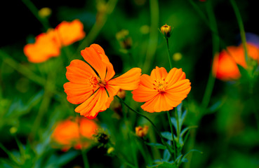 Orange Flowers