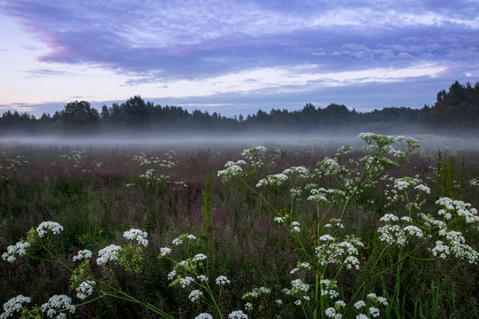 Blooming grass field is covered with fog in Helsinki Finland 