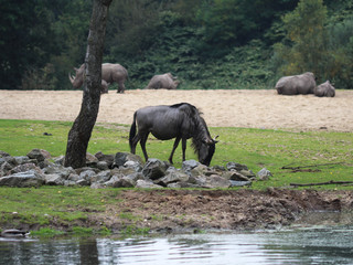 Fototapeta premium Eastern white-bearded wildebeest (Connochaetes taurinus albojubatus )
