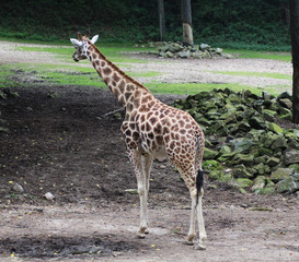 Naklejka na ściany i meble Rothschild's giraffe (Giraffa camelopardalis rothschildi)
