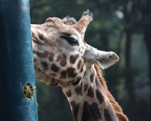 Rothschild's giraffe (Giraffa camelopardalis rothschildi)