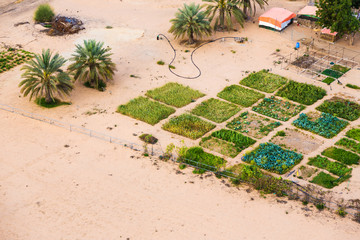 Date Plantation And Farm In The Desert