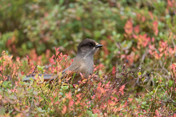 Siberian jay, Perisoreus infaustus