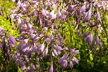 Hosta or funkia or hostas or plantain lilies purple flowers in garden 