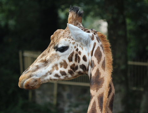 Rothschild's giraffe (Giraffa camelopardalis rothschildi)