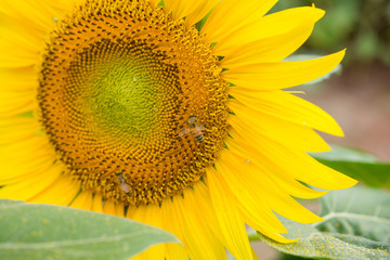 Obraz premium 夏のひまわり