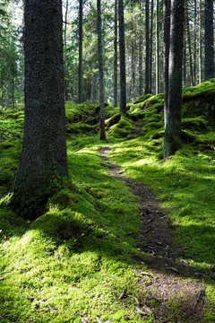 Green juicy mossy pine tree forest in Helsinki Finland