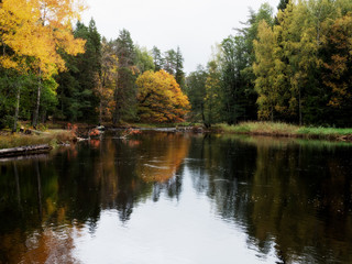 Swedish river and natural salmon area in autumn