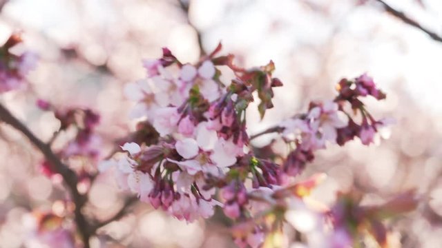 handheld shot of beautiful sakura cherry tree blossom