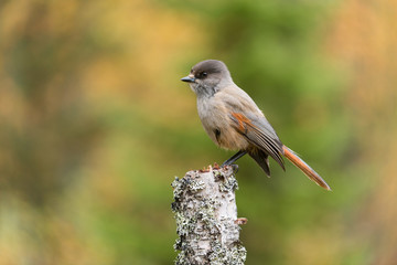 Siberian jay, Perisoreus infaustus