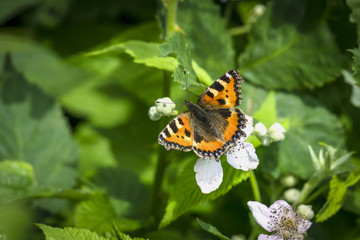 Fototapeta premium Orange Tortoiseshell butterfly on white flowers