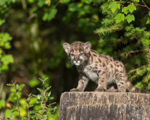Mountain lion cub standing on large tree stump in the woods